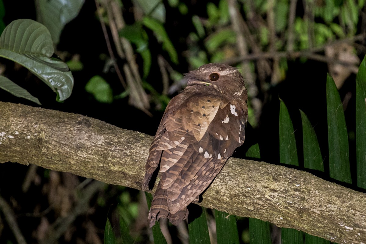 Dulit Frogmouth - ML122132341