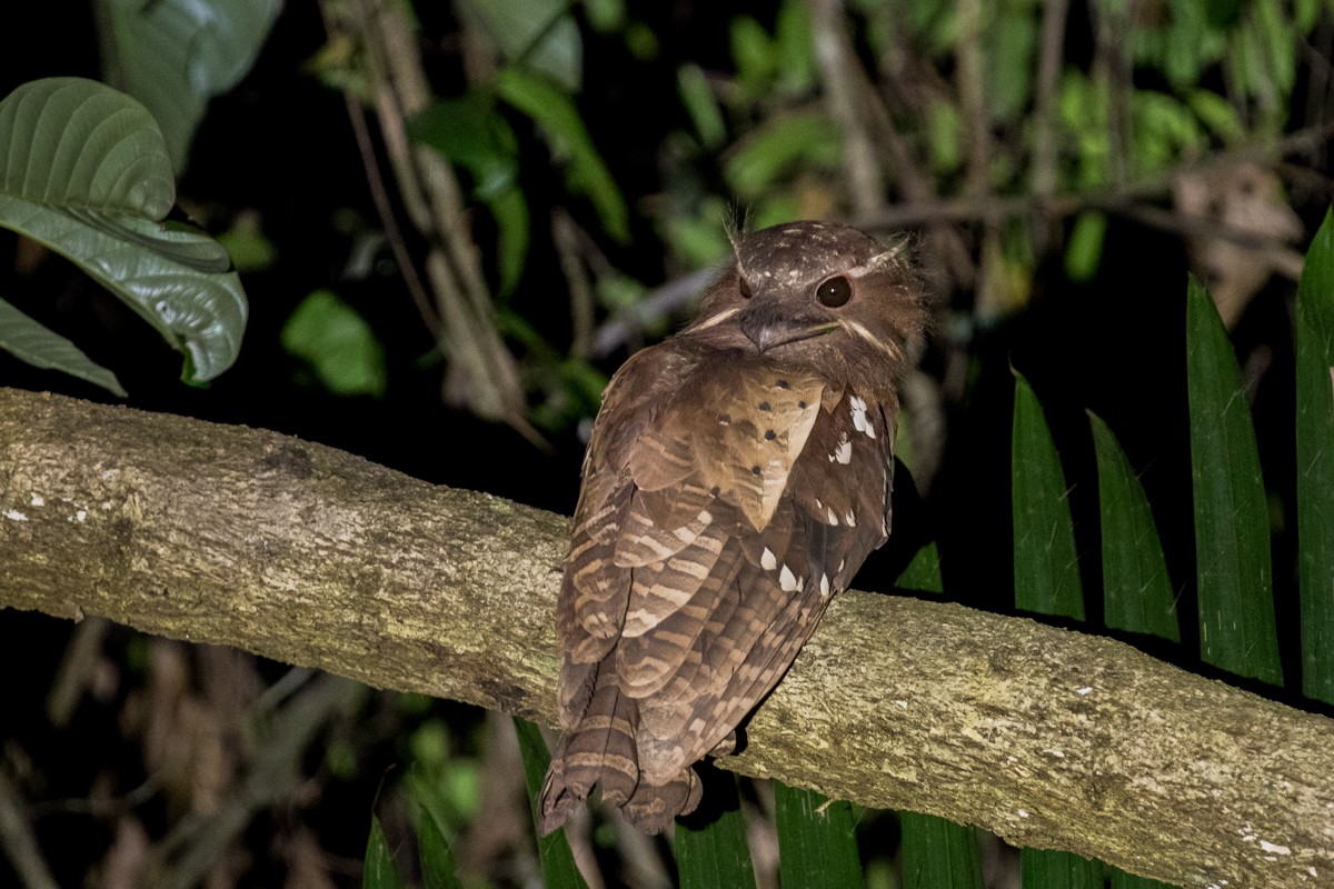 Dulit Frogmouth - ML122132351