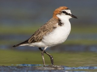  - Red-capped Plover