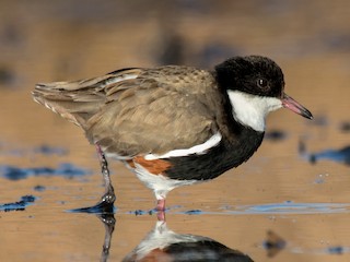  - Red-kneed Dotterel