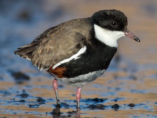  - Red-kneed Dotterel