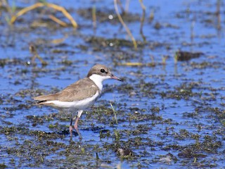 - Red-kneed Dotterel