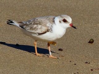 ズグロチドリ - eBird