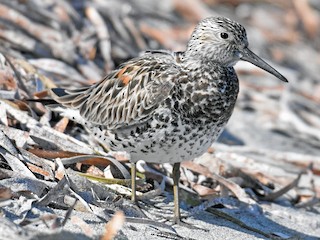  - Great Knot