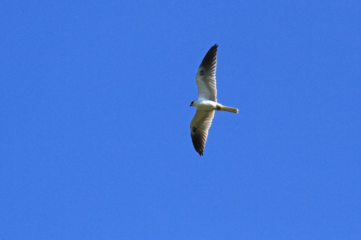 White-tailed Kite - Michael McCloy