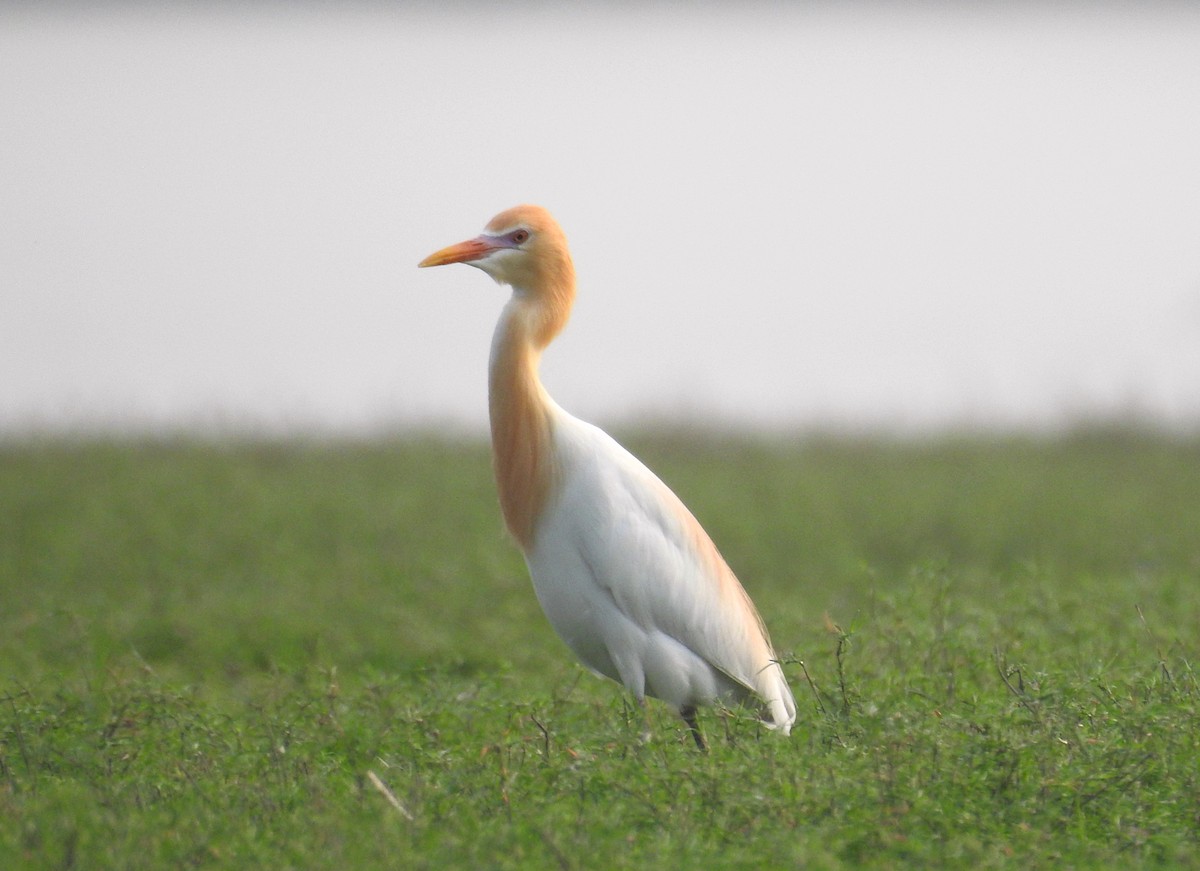 Eastern Cattle Egret - Abhijeet Rasal