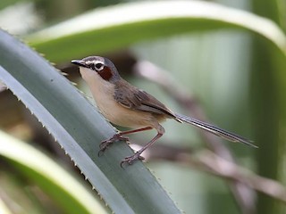  - Purple-crowned Fairywren