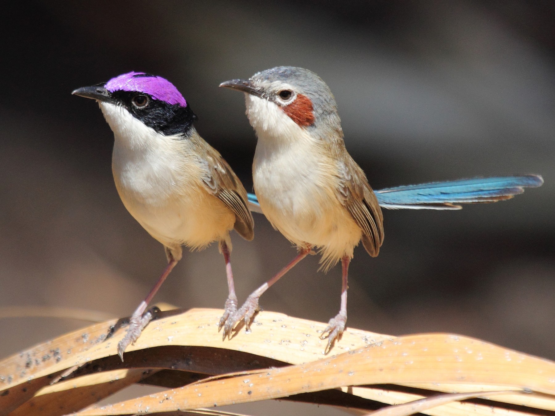 Purple-crowned Fairywren - eBird