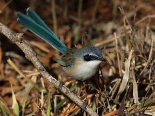  - Purple-crowned Fairywren