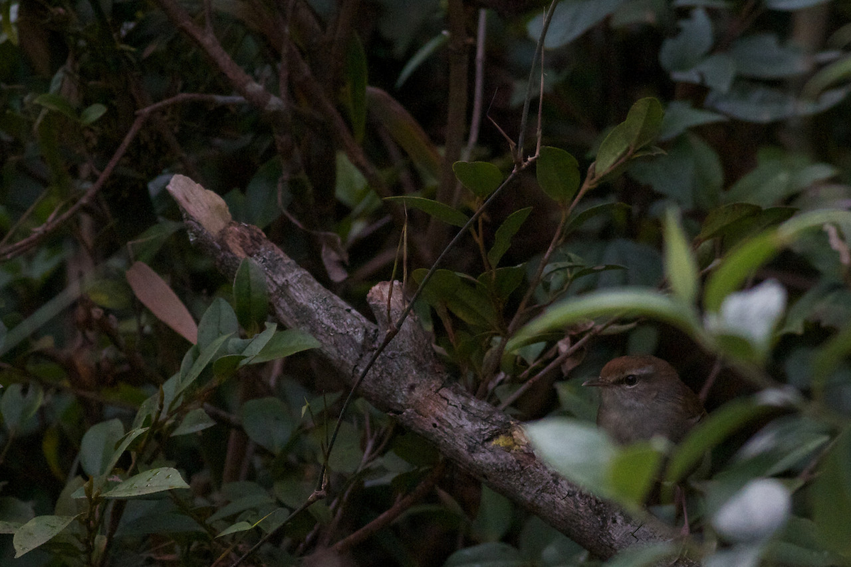 Philippine Bush Warbler - Robert Tizard