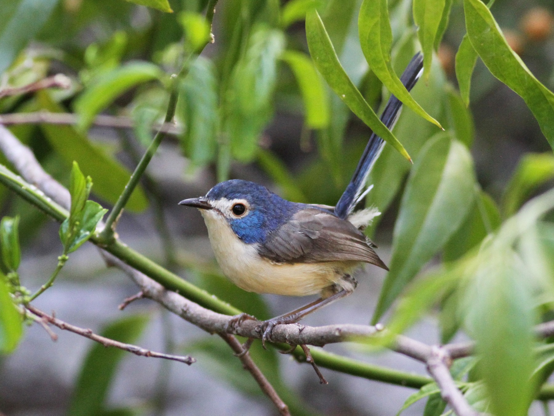 Lovely Fairywren - Chris Wiley