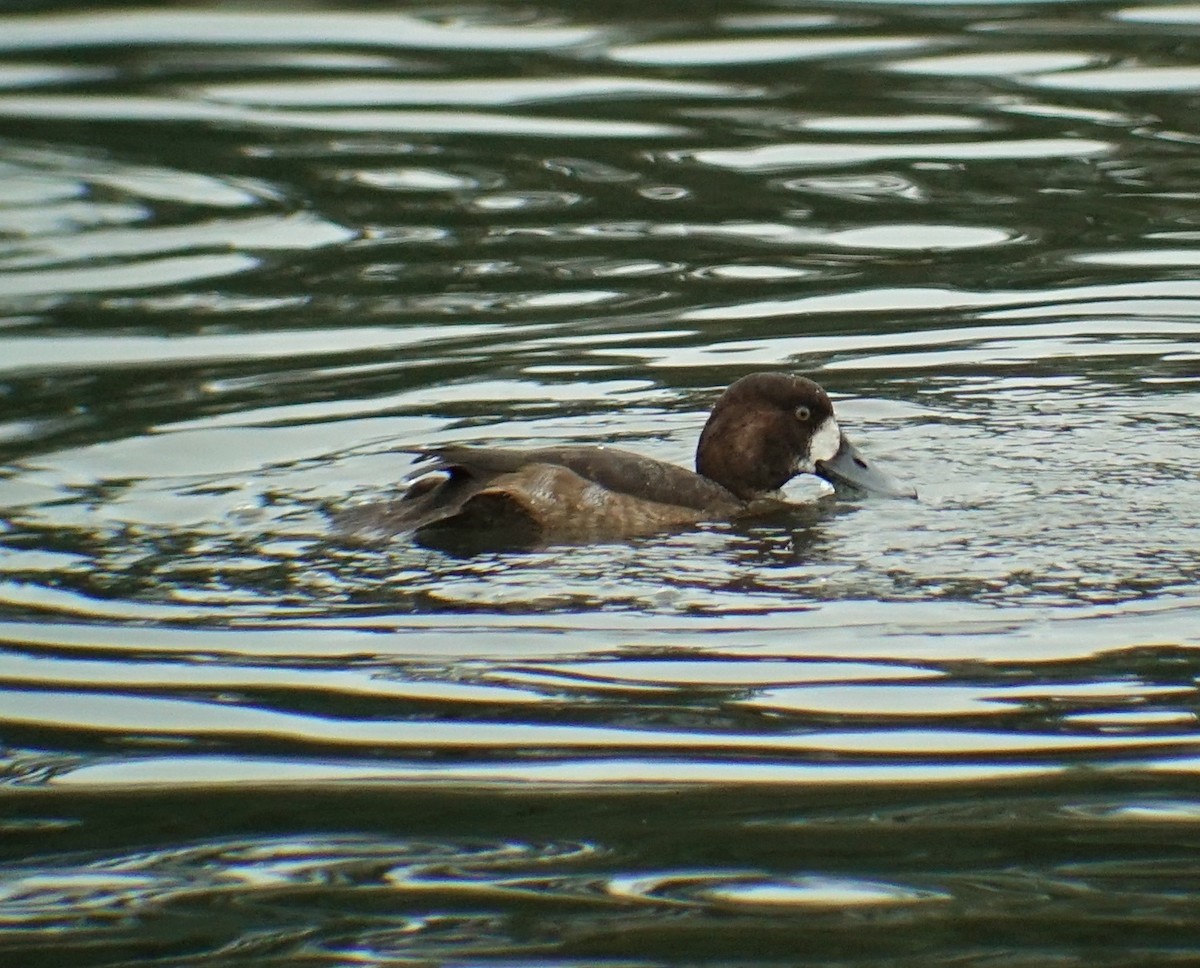 Greater Scaup - ML122140231