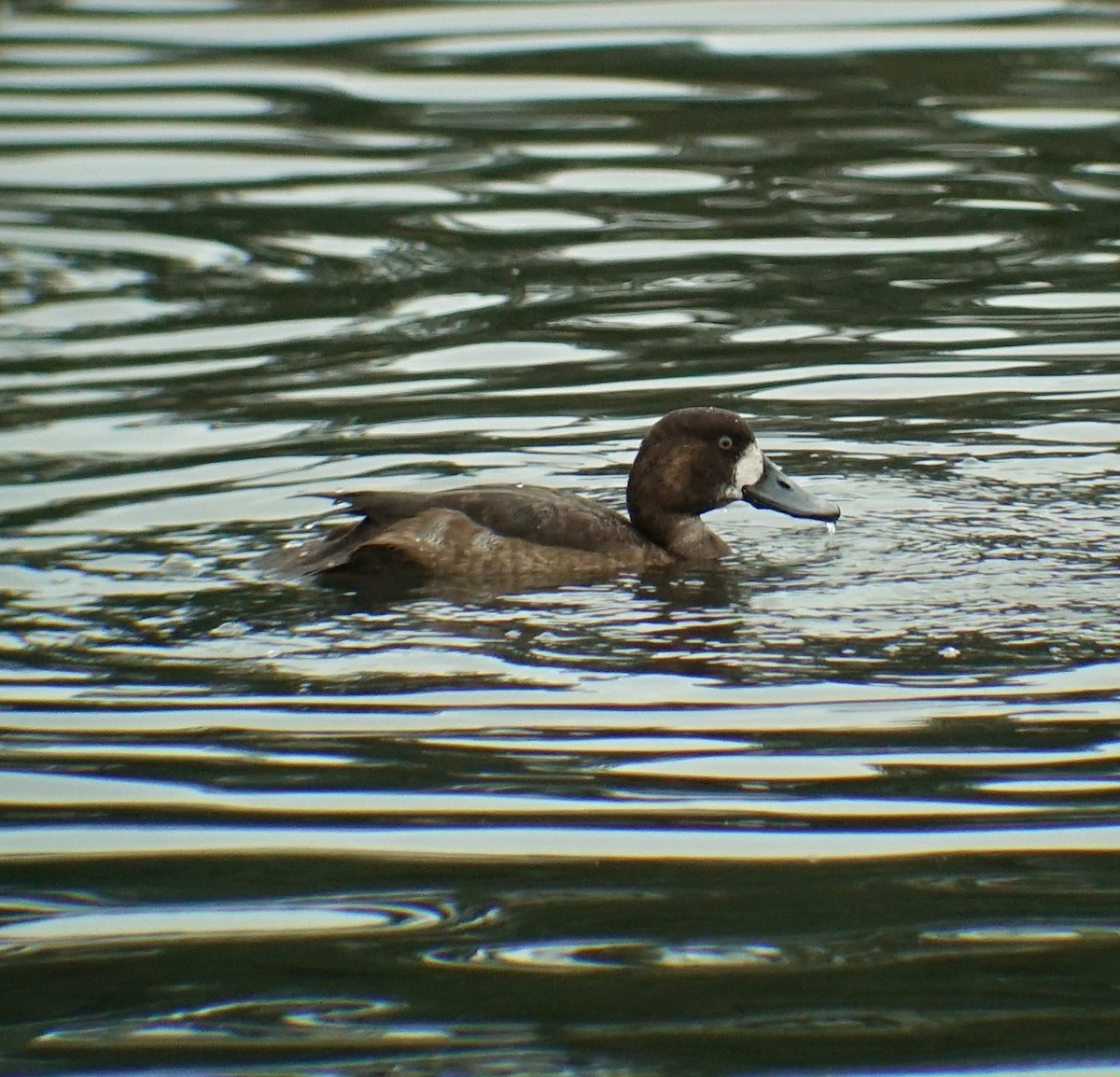Greater Scaup - ML122140251