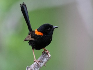 Adult male - Terence Alexander - ML122140271