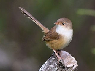 Female Red-backed Fairy Wren Spotted In Noosa