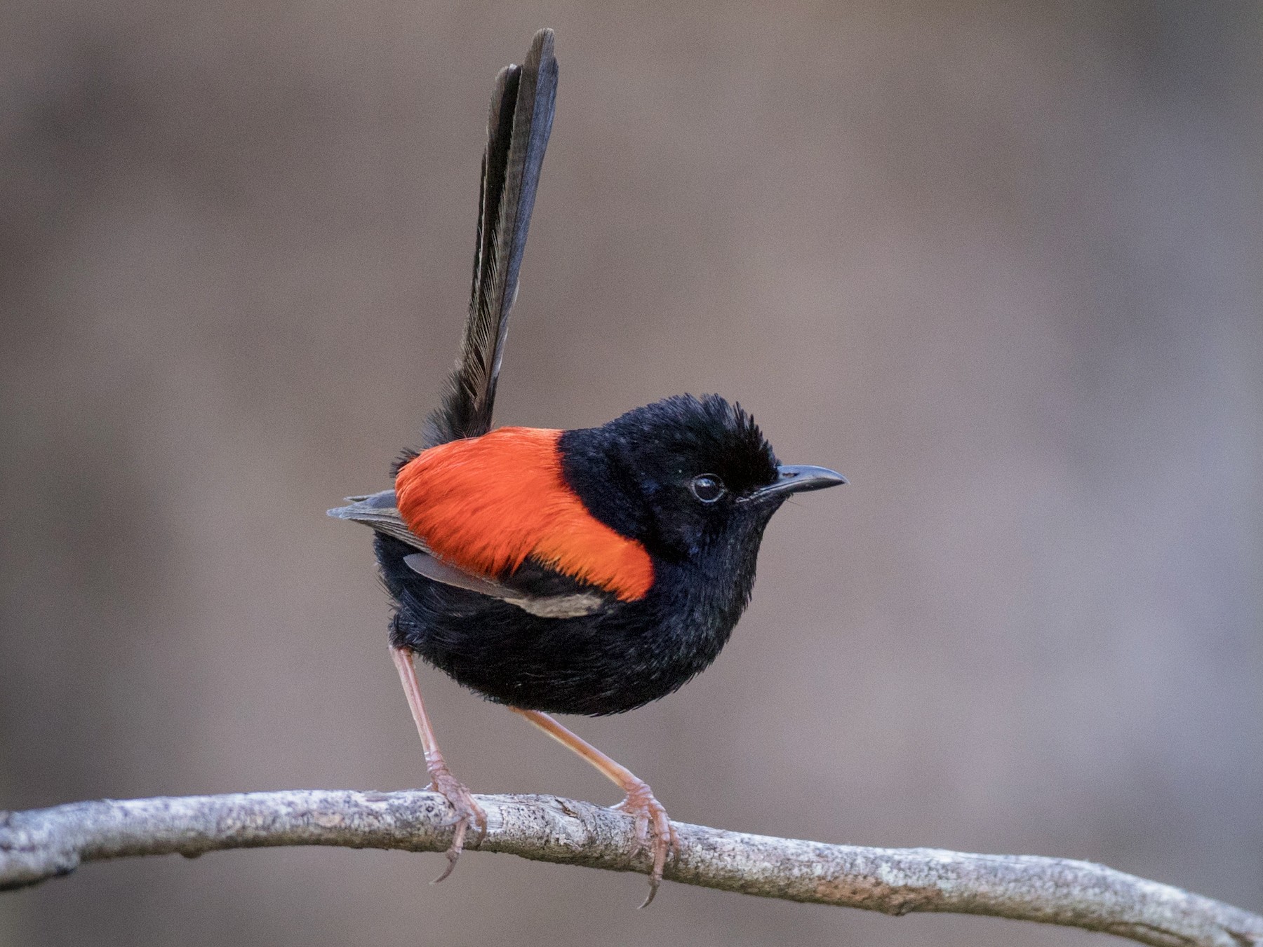 Redbacked Fairywren eBird