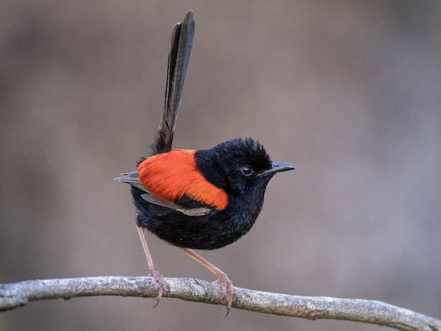 Adult male - Red-backed Fairywren - 