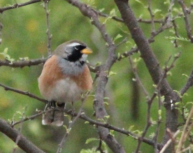 Many-colored Chaco Finch - ML122140431