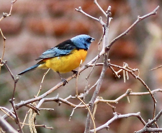 Blue-and-yellow Tanager - ML122140571