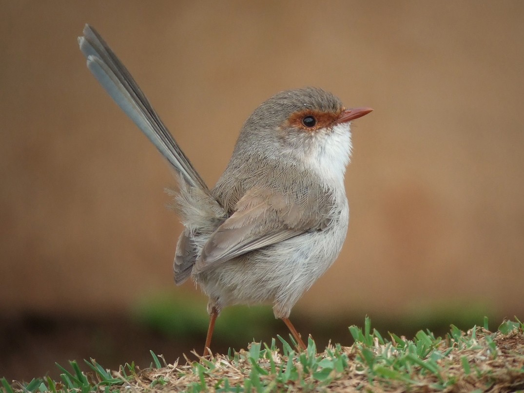 Splendid Fairy Wren Female