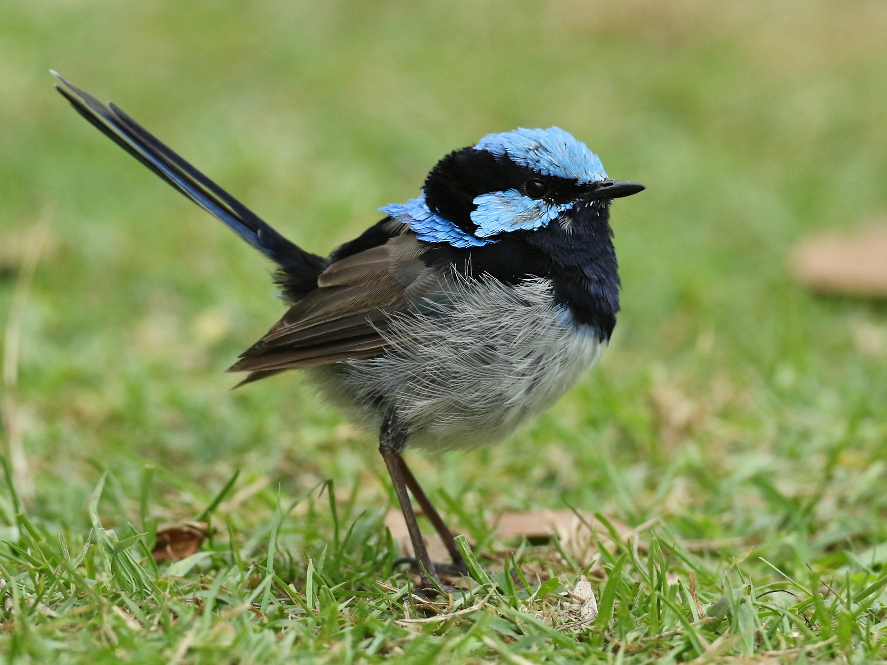 Superb Fairywren - Luke Seitz