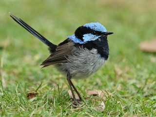 ルリオーストラリアムシクイ - eBird