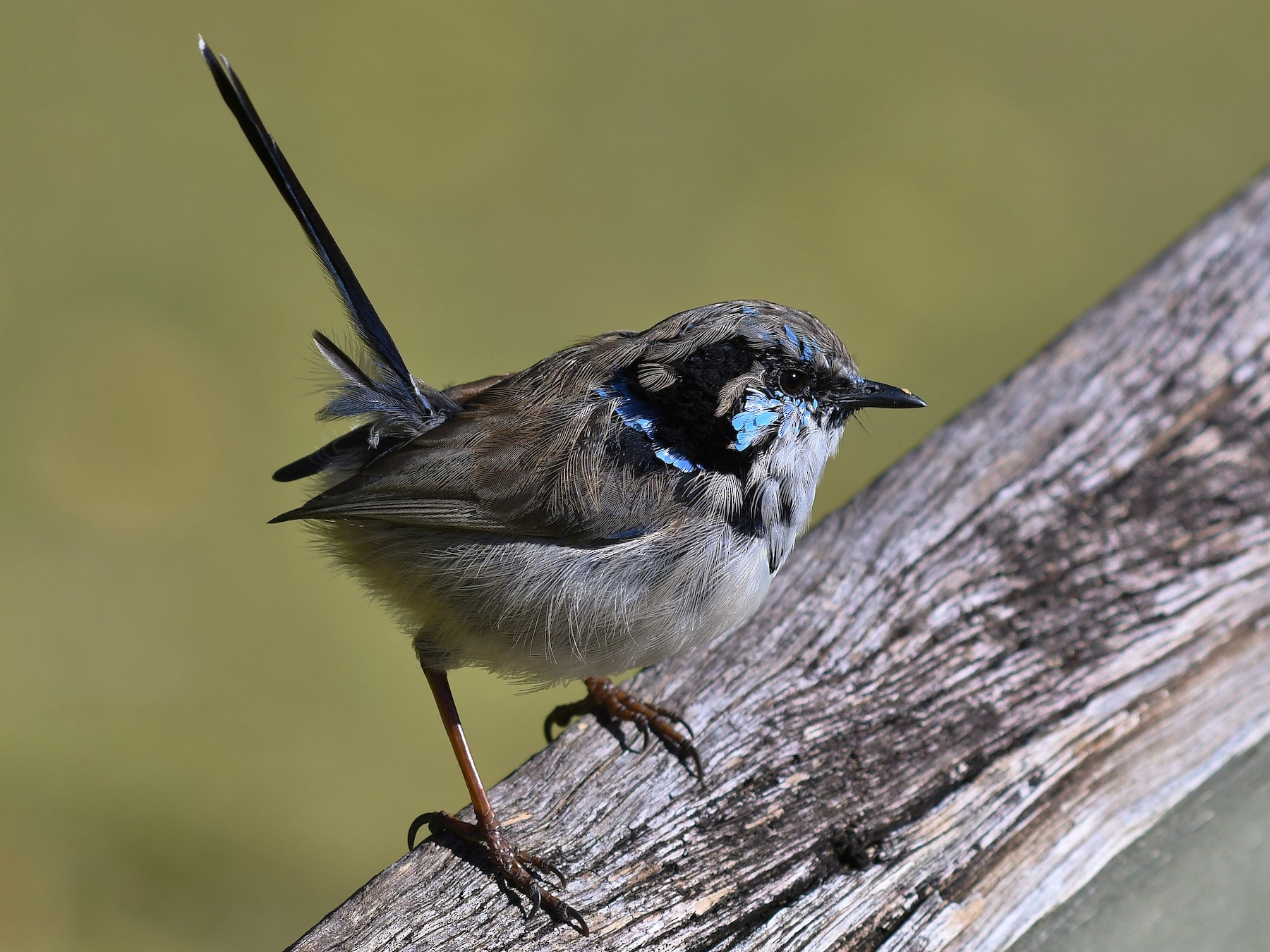 Superb Fairywren - Terence Alexander