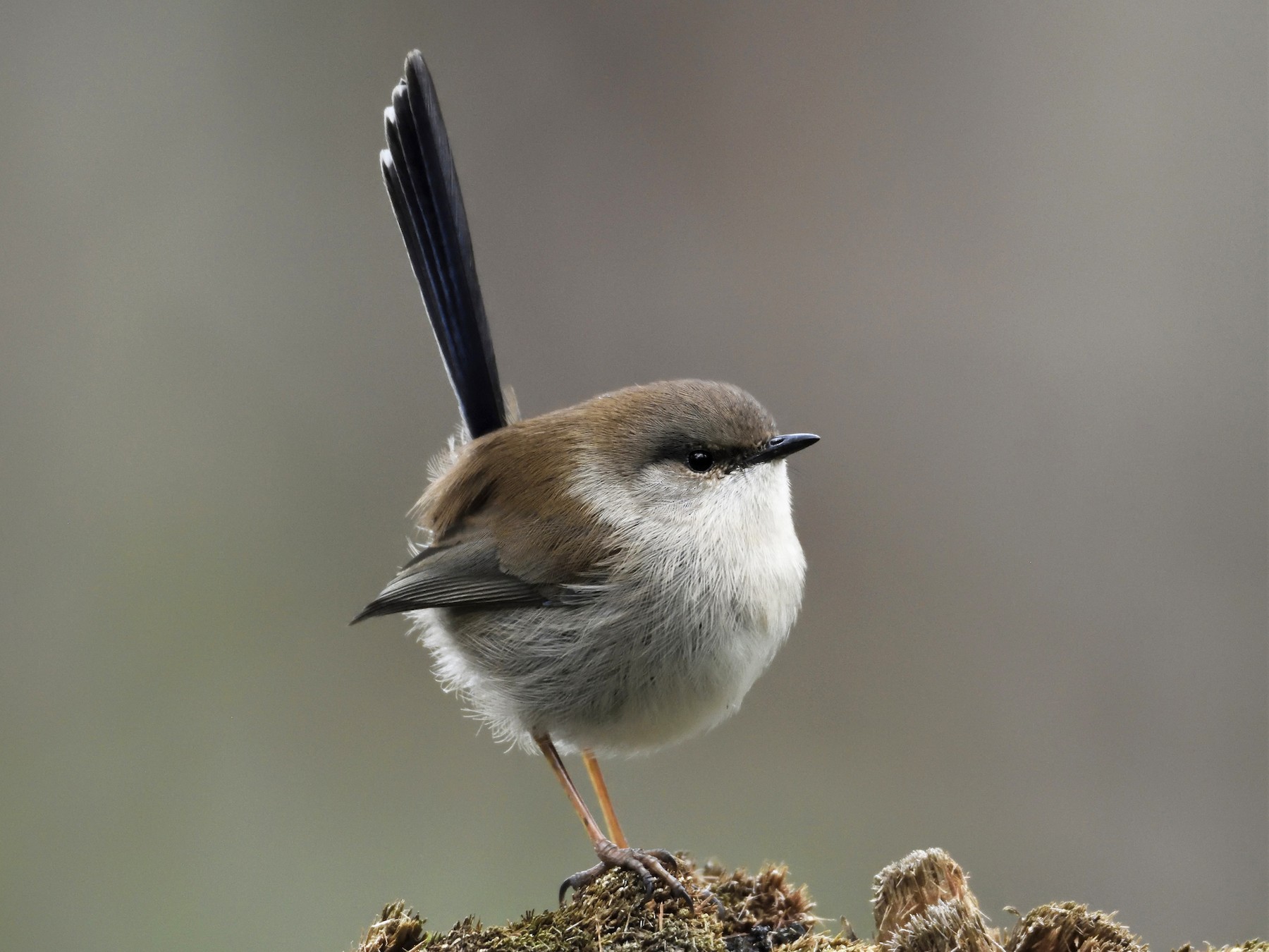 splendid fairy wren