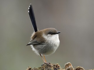 非繁殖期雄鳥 - Ken Crawley - ML122140661