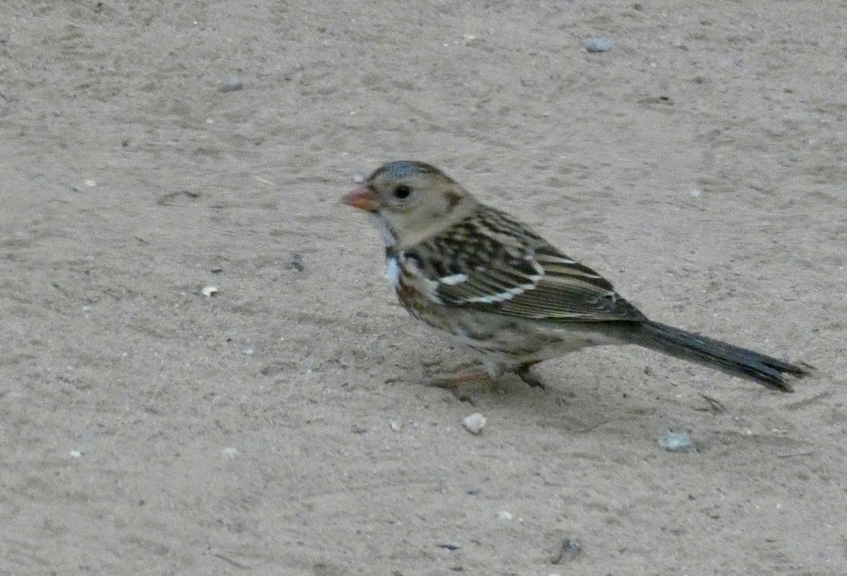 Harris's Sparrow - John Callender