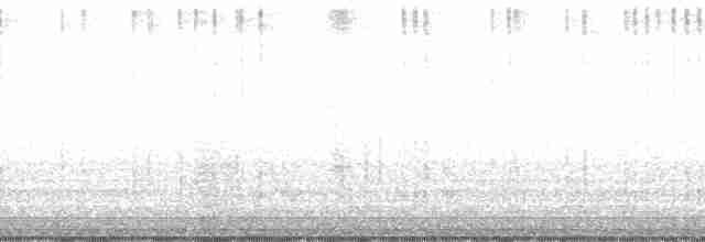 guinea-cypress katydid - ML122141