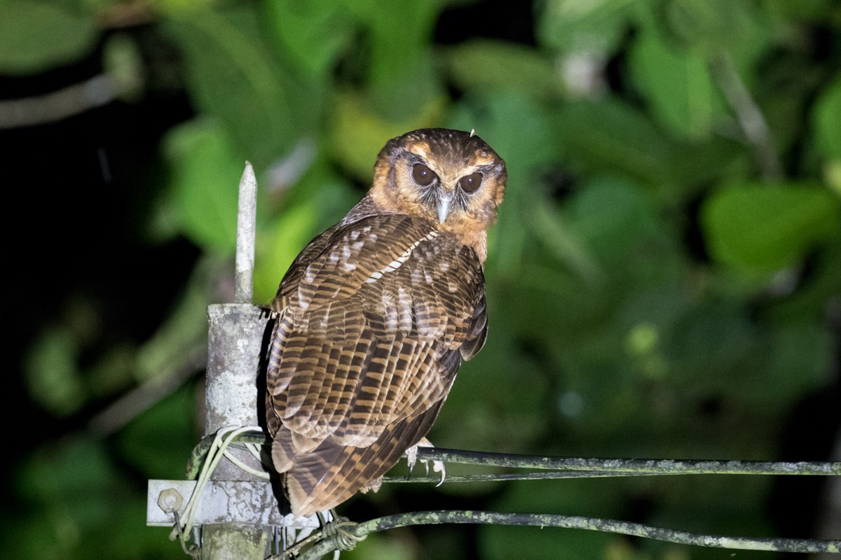 Brown Wood-Owl - Raphael Lebrun