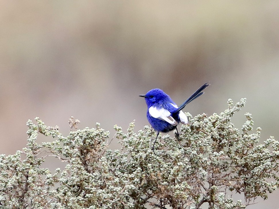 White-winged Fairywren - Roksana and Terry