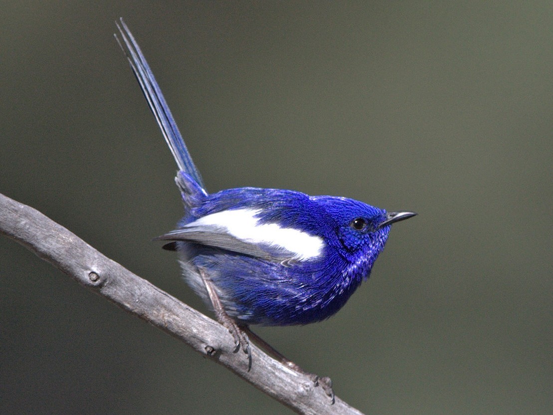 White-winged Fairywren - eBird