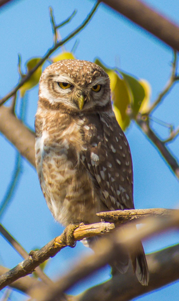 Spotted Owlet - ML122143001