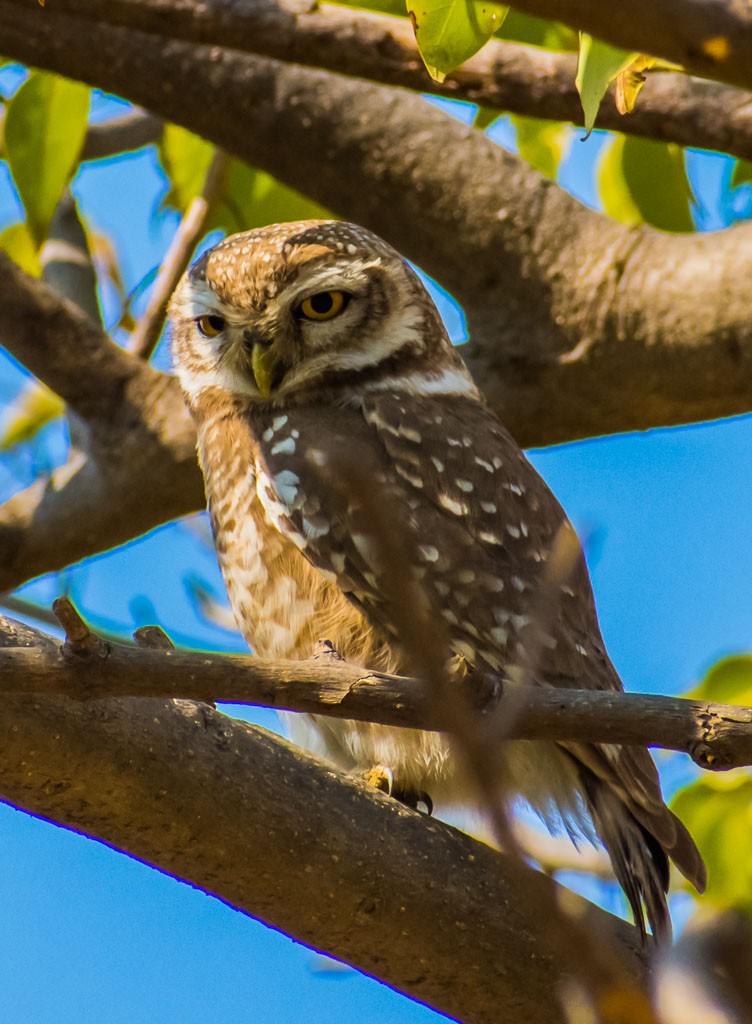Spotted Owlet - ML122143011