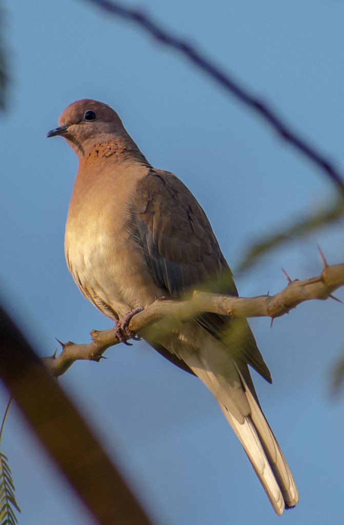 Laughing Dove - ML122144631