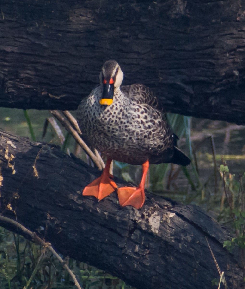 Indian Spot-billed Duck - ML122144871