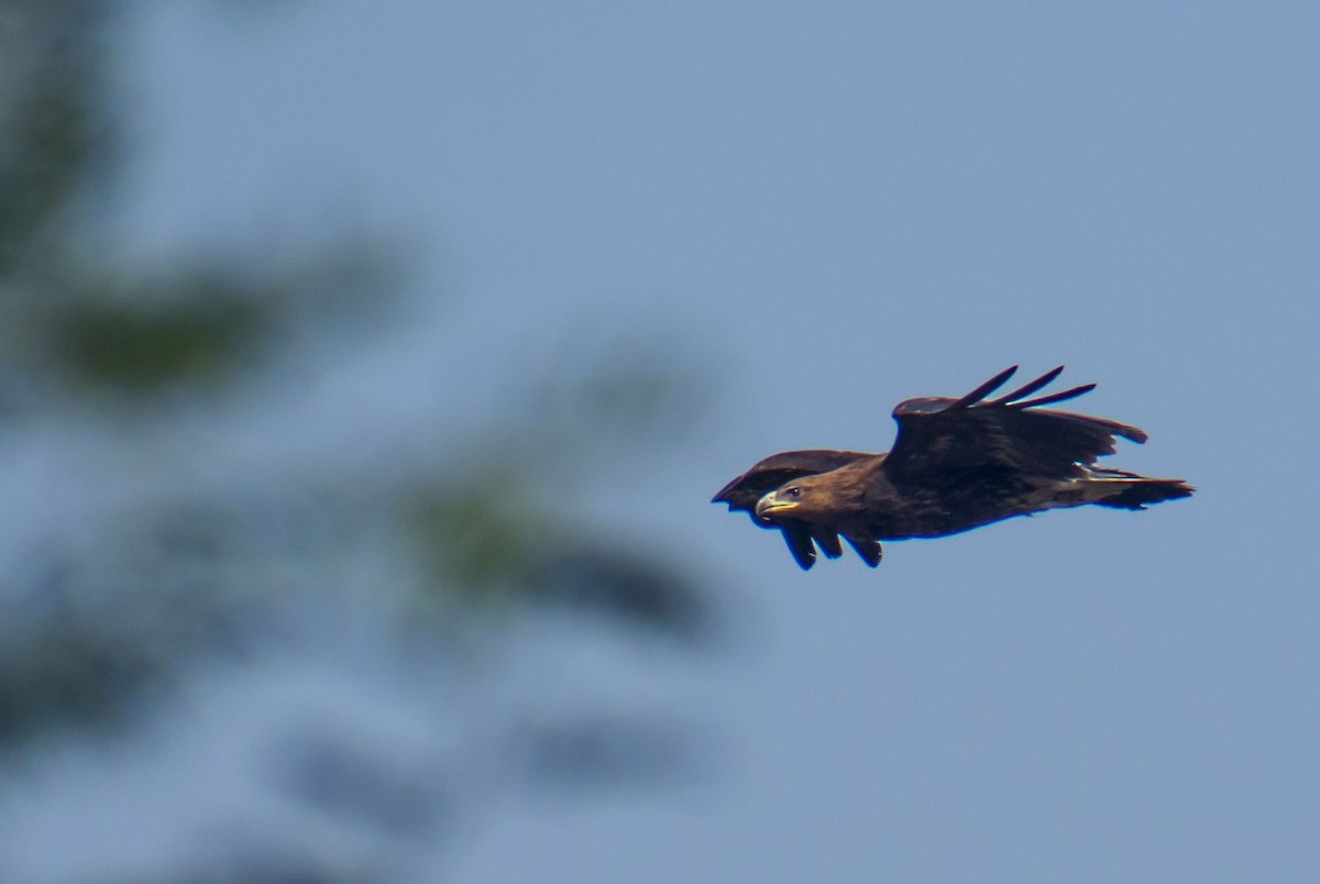 Greater Spotted Eagle - ML122144911
