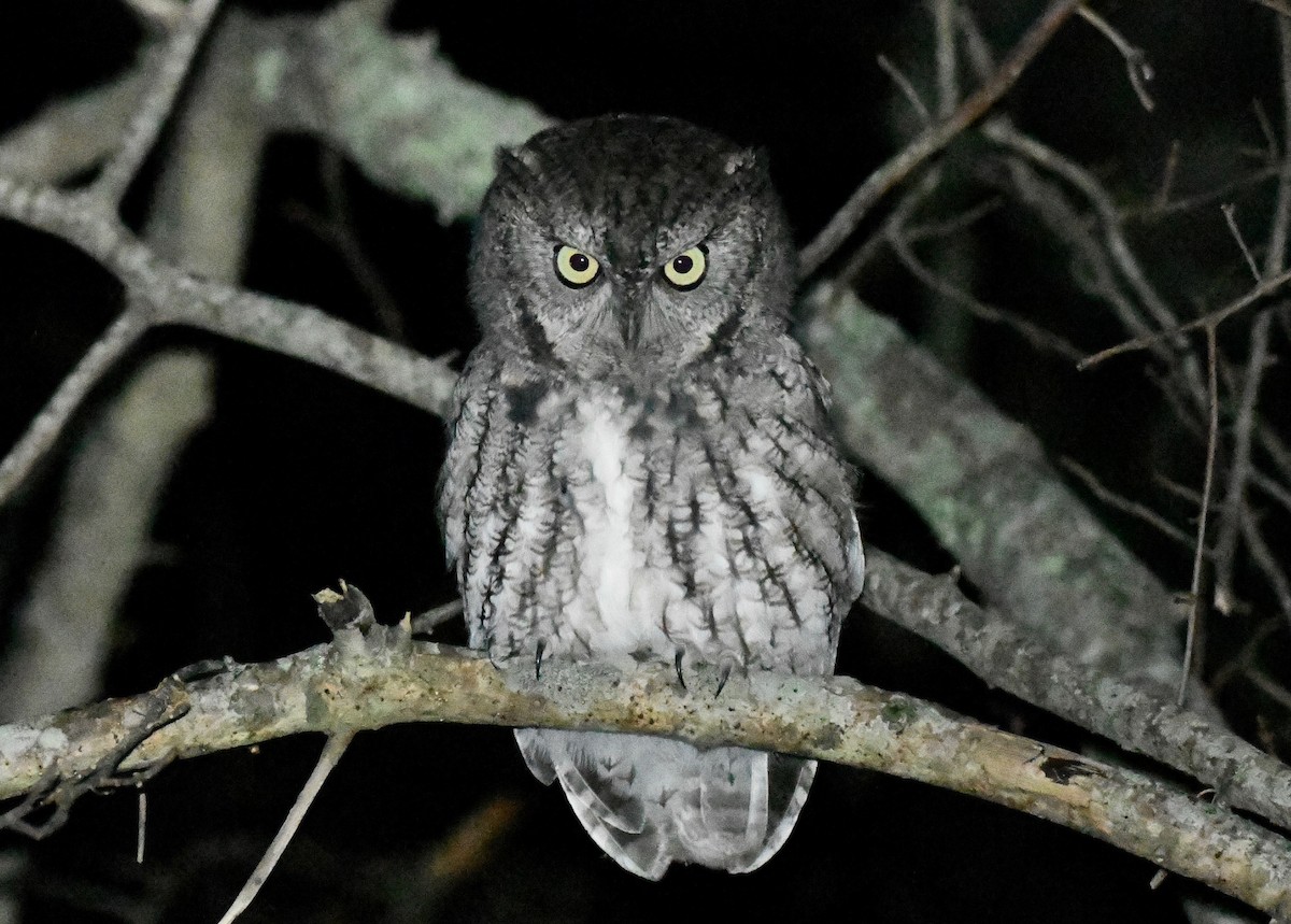 Eastern Screech-Owl (Northern) - Timothy Spahr