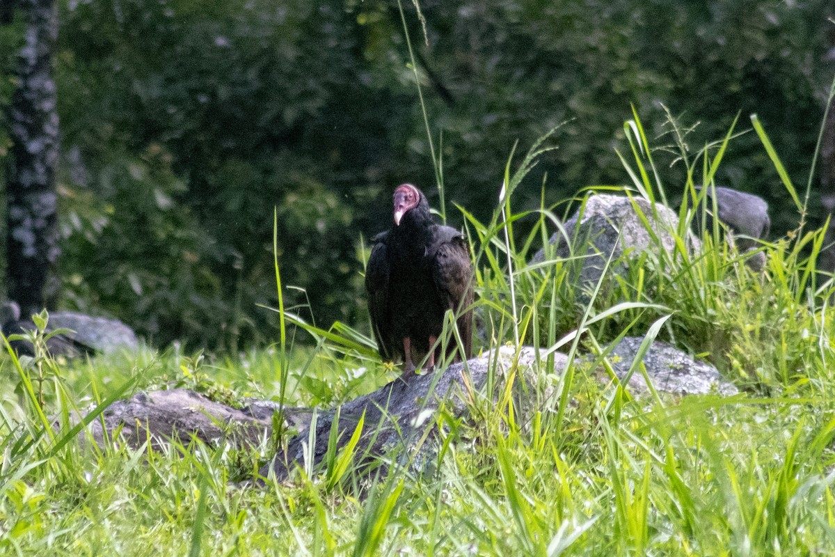 Turkey Vulture - wilson ortega