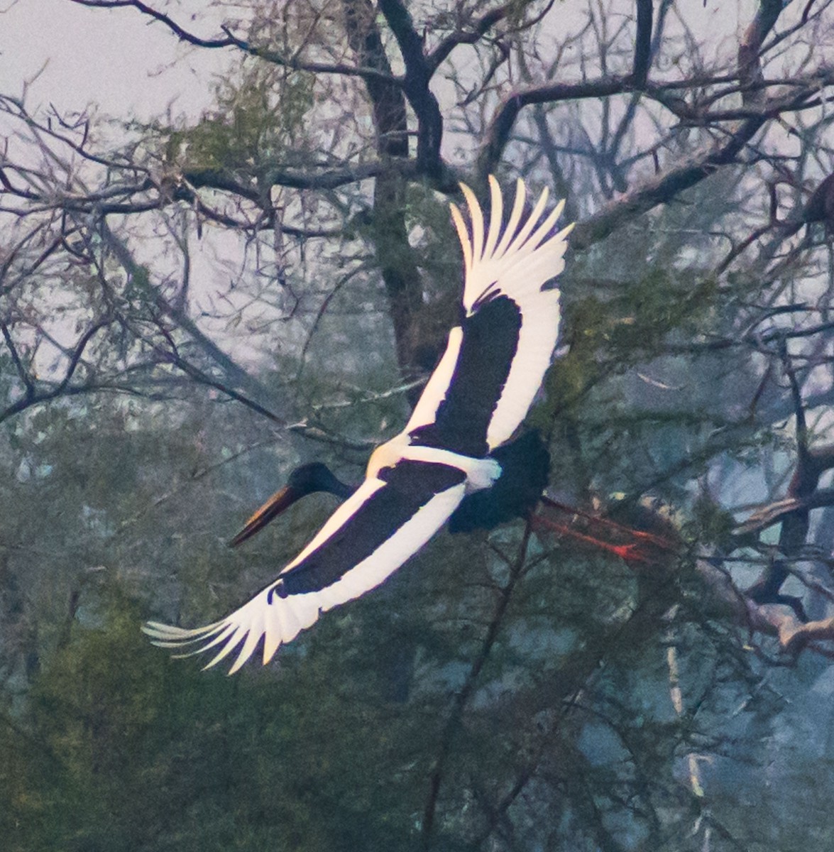 Black-necked Stork - ML122145811