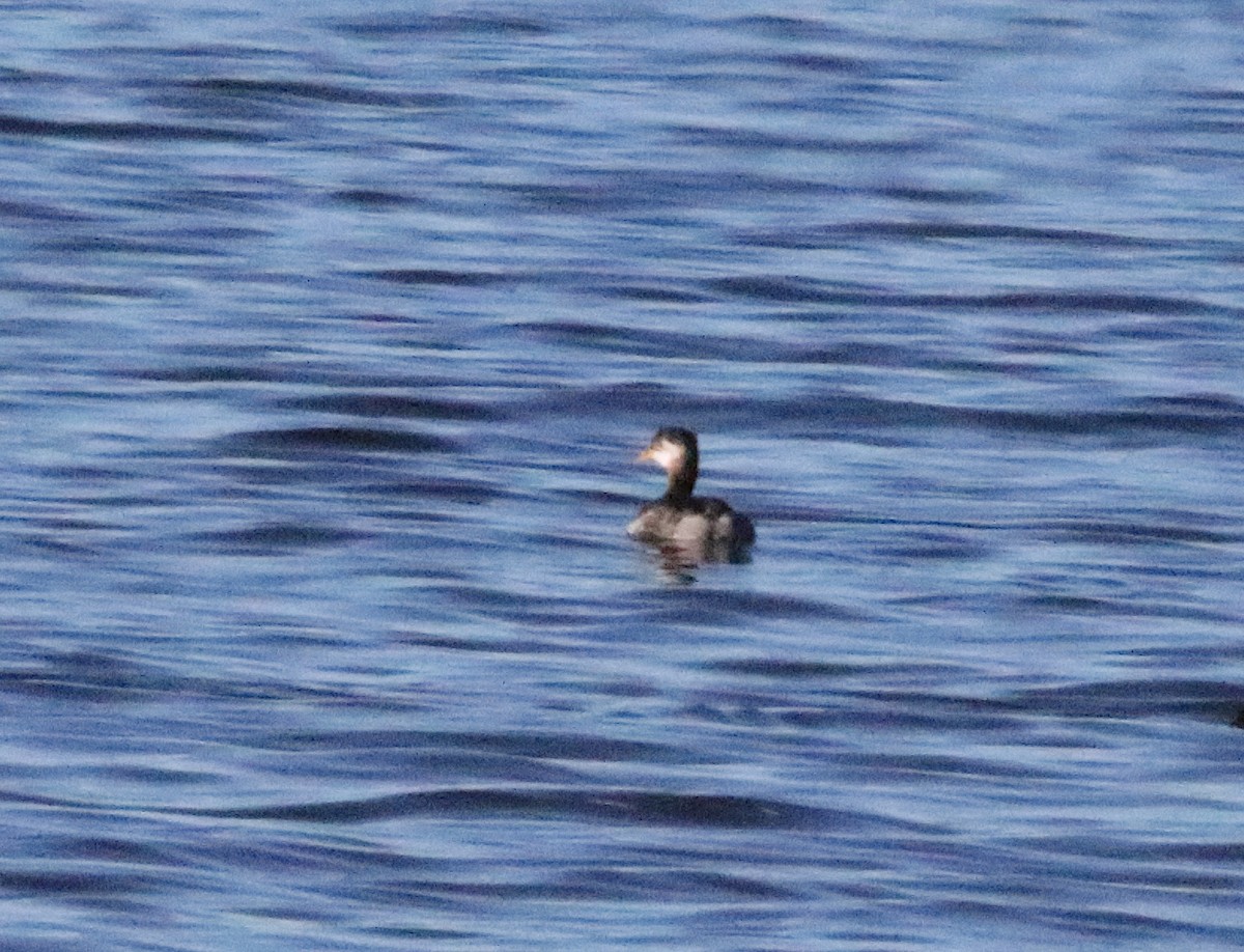 Red-necked Grebe - Brian Tychie