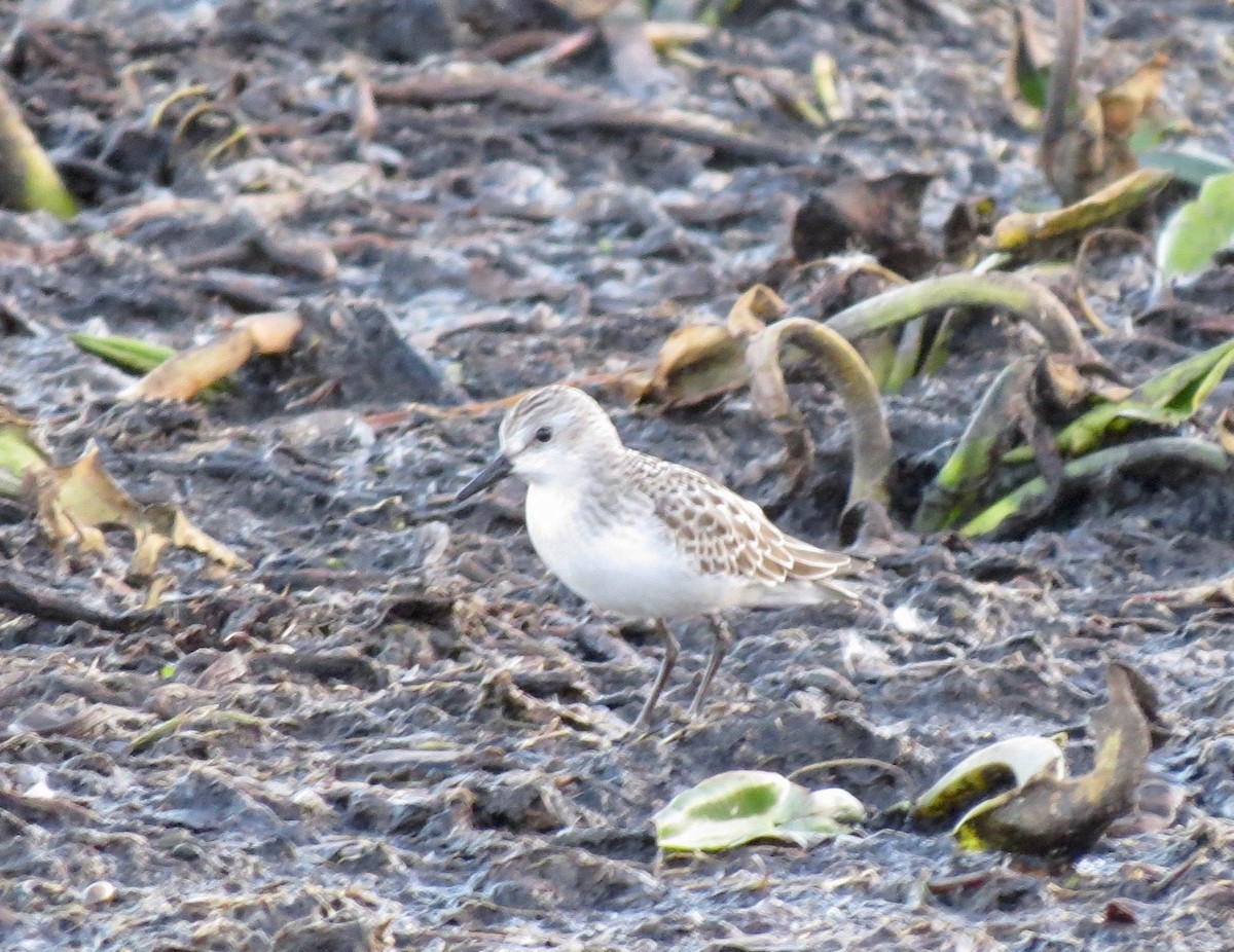 Semipalmated Sandpiper - Barry  Coombs