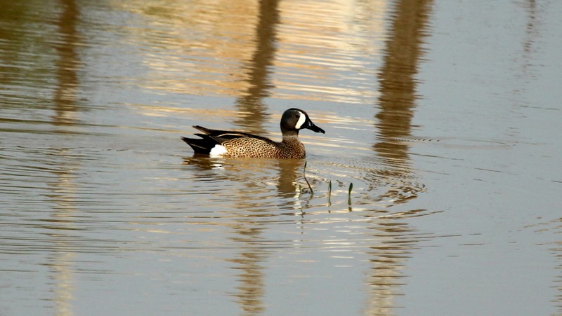 Blue-winged Teal - ML122152271
