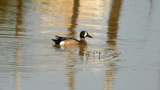 Blue-winged Teal, ML122152271