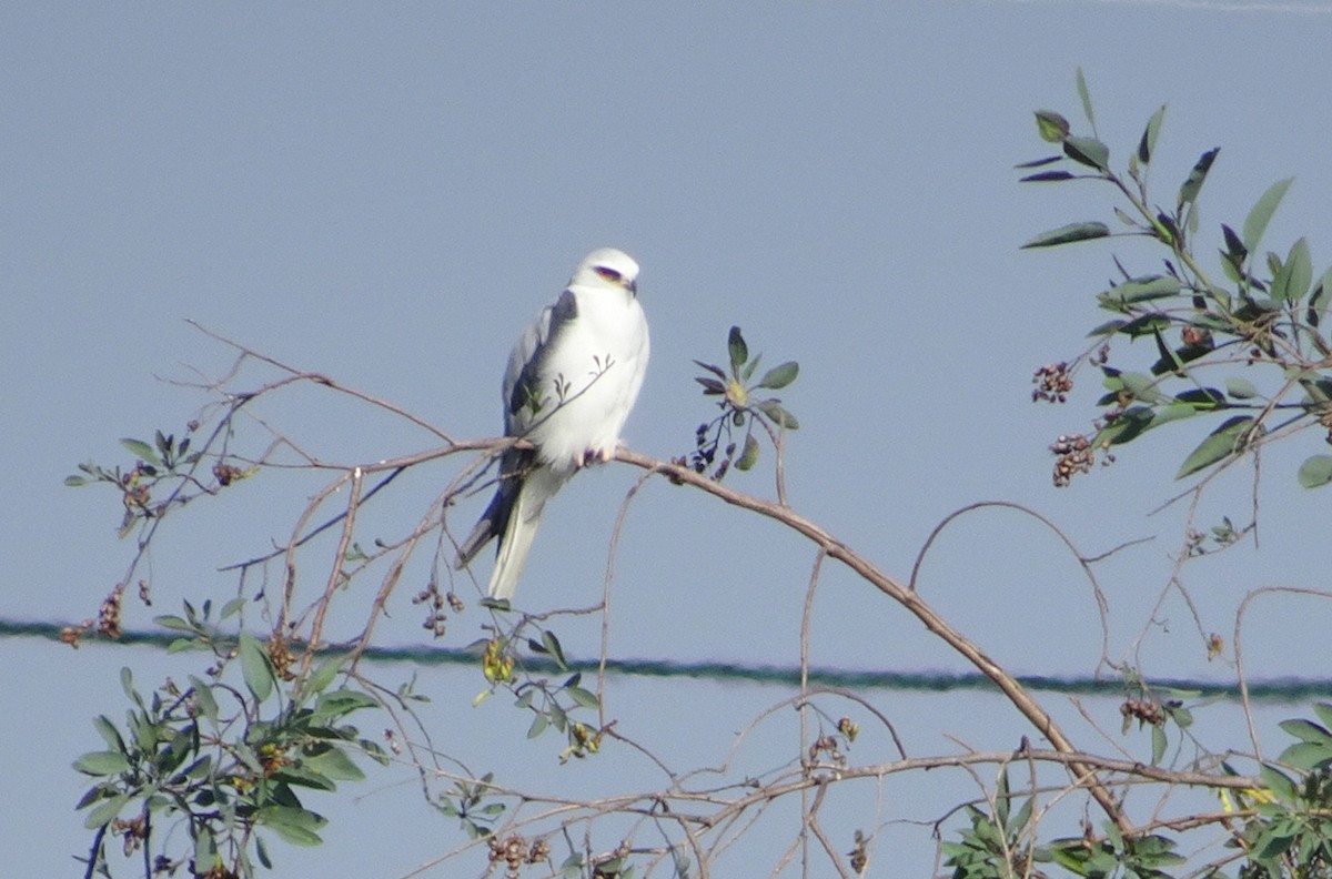 White-tailed Kite - ML122157511