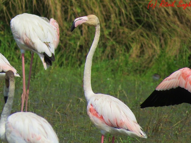Greater Flamingo - ML122160031