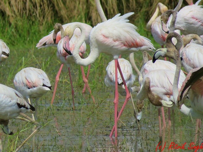 Greater Flamingo - ML122160041