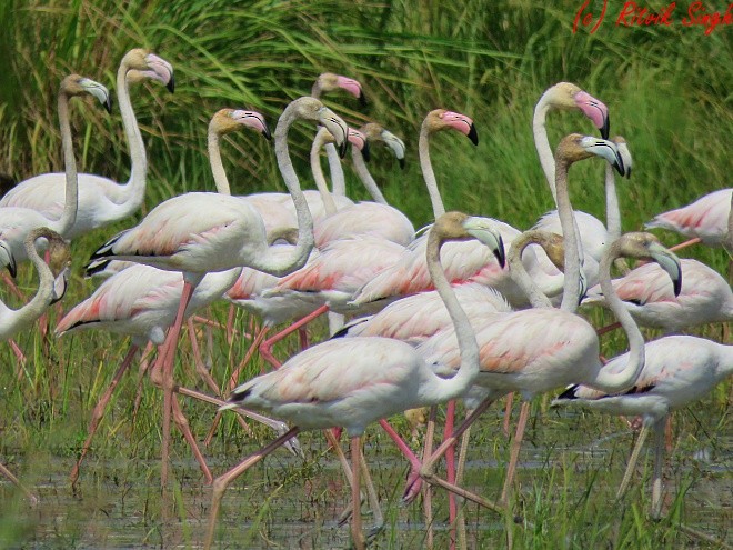 Greater Flamingo - ML122160051